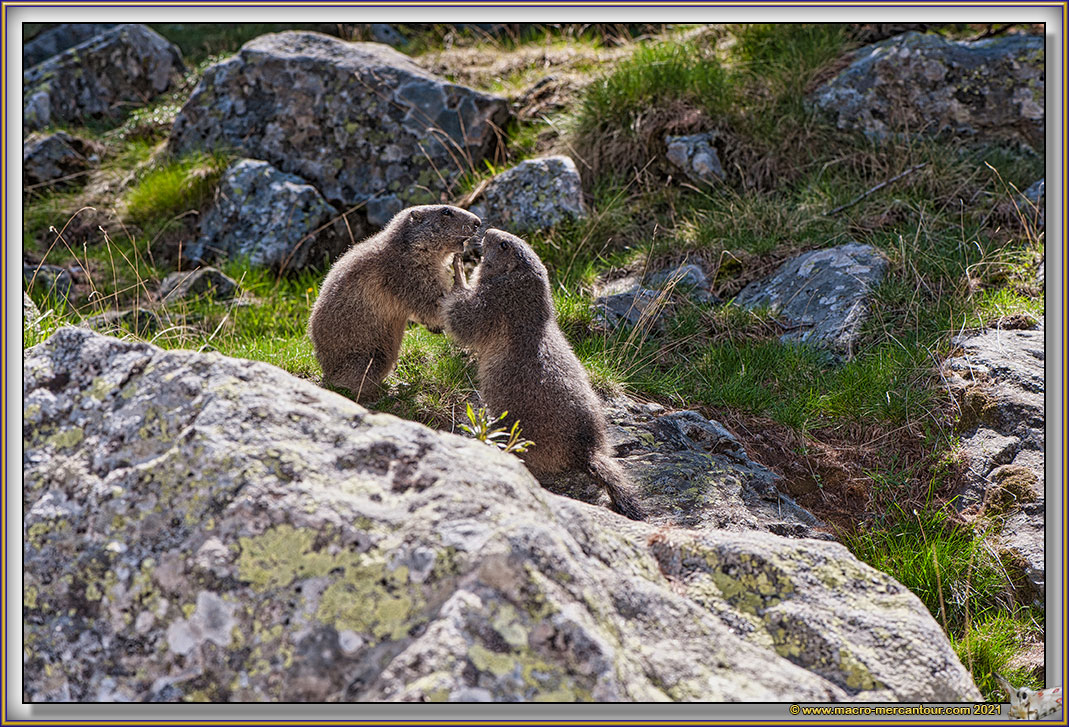 MARMOTTES